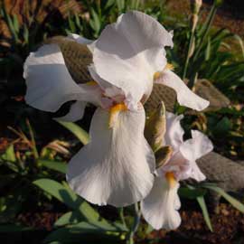 iris